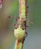 Rhopalus maculatus